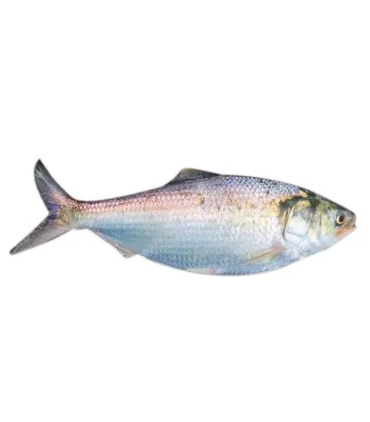 frozen-hilsa-fish-500x500.jpg