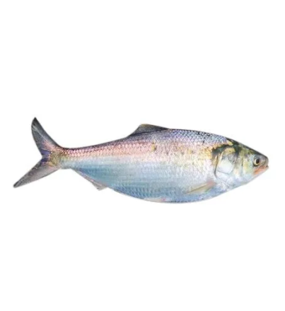 frozen-hilsa-fish-500x500.jpg